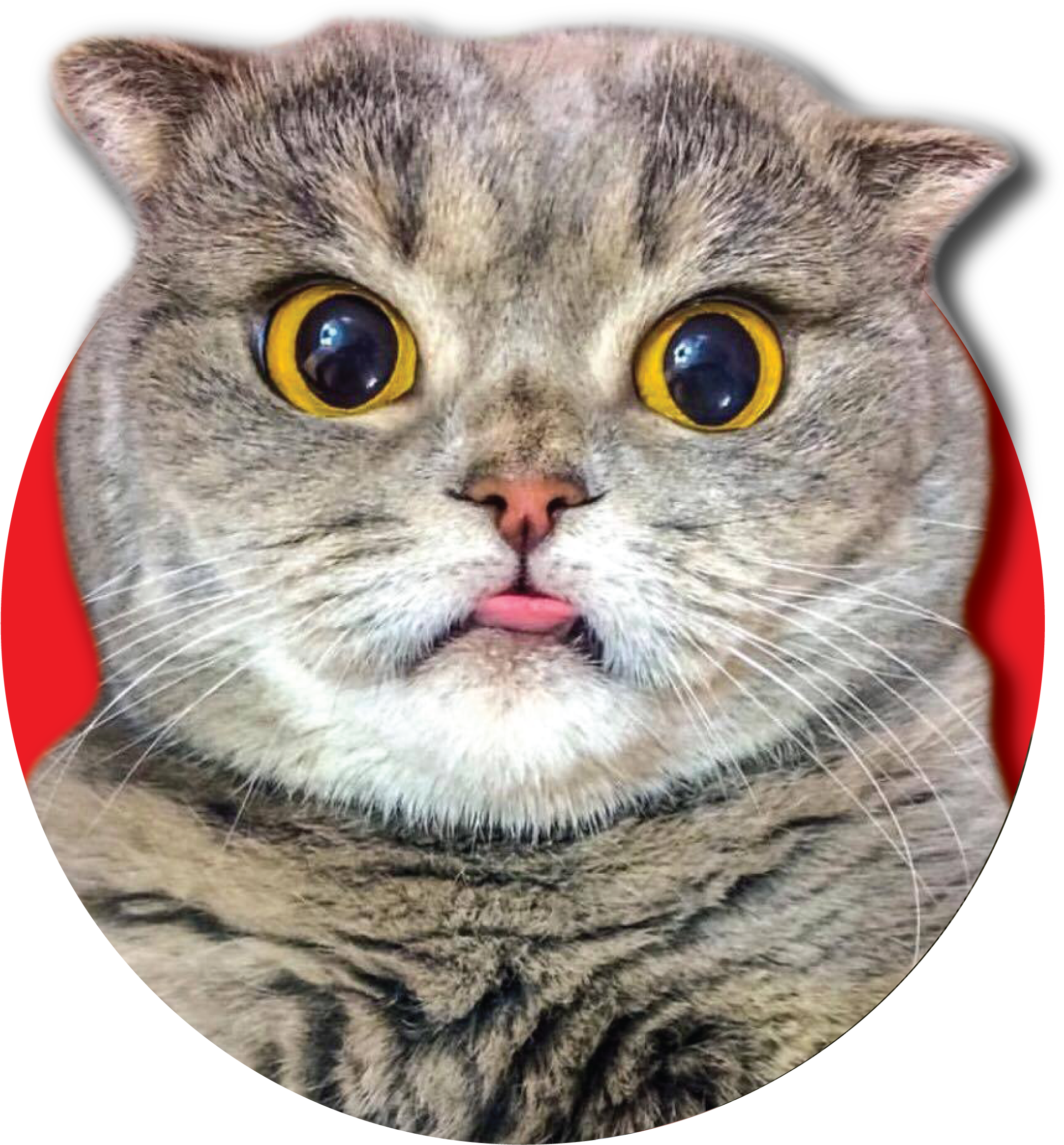 Meow Staff Photo Thing 01 - Domestic Short-haired Cat (2550x2550), Png Download