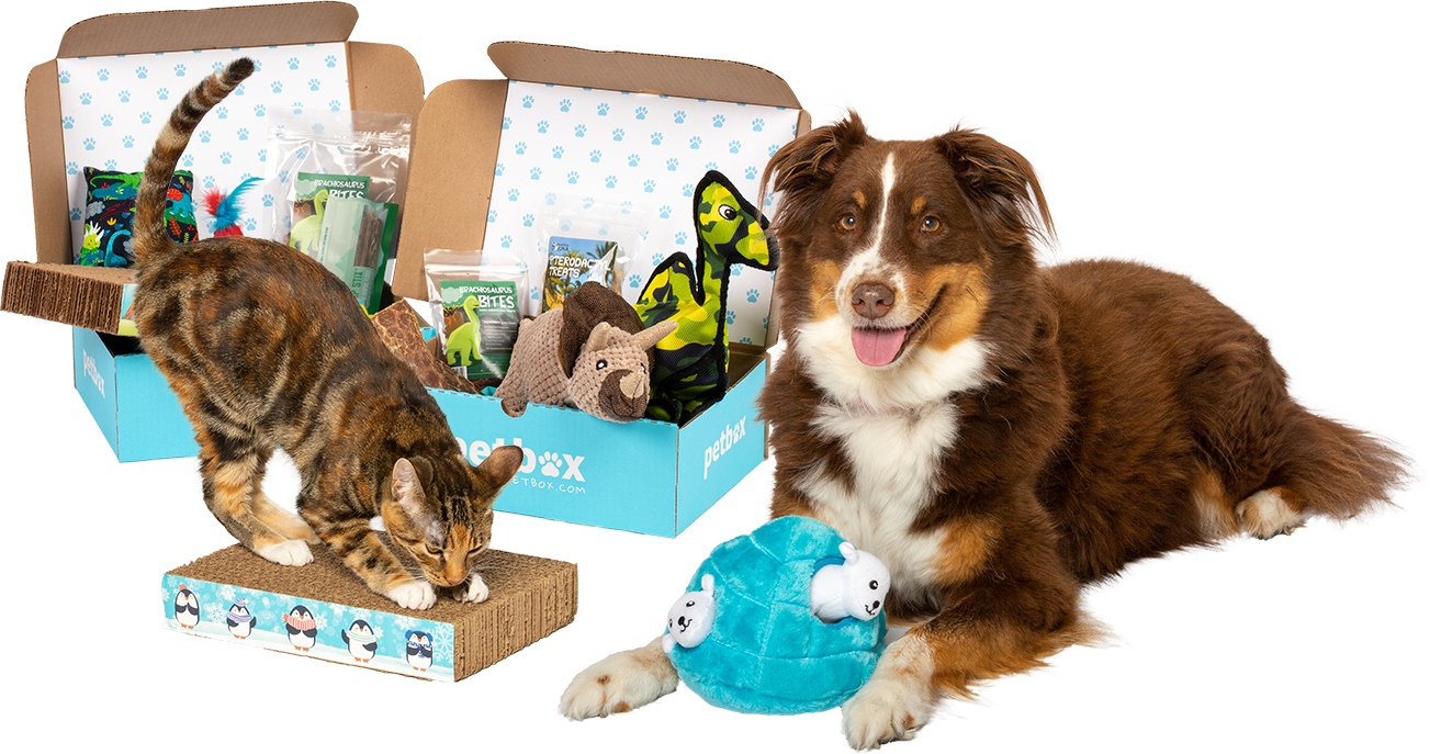 Australian Shepherd (1303x687), Png Download