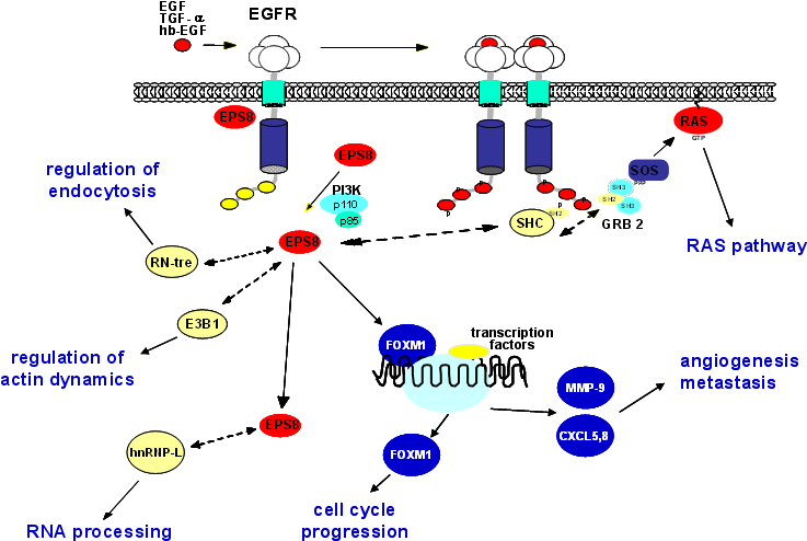 Signaling Processes Involving Eps8 - Epidermal Growth Factor Receptor Kinase Substrate 8 (750x501), Png Download