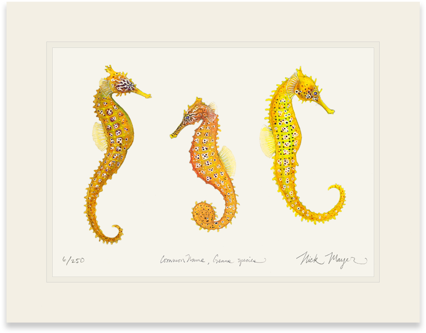 Sign Up And Get 10% Off - Northern Seahorse (1024x855), Png Download