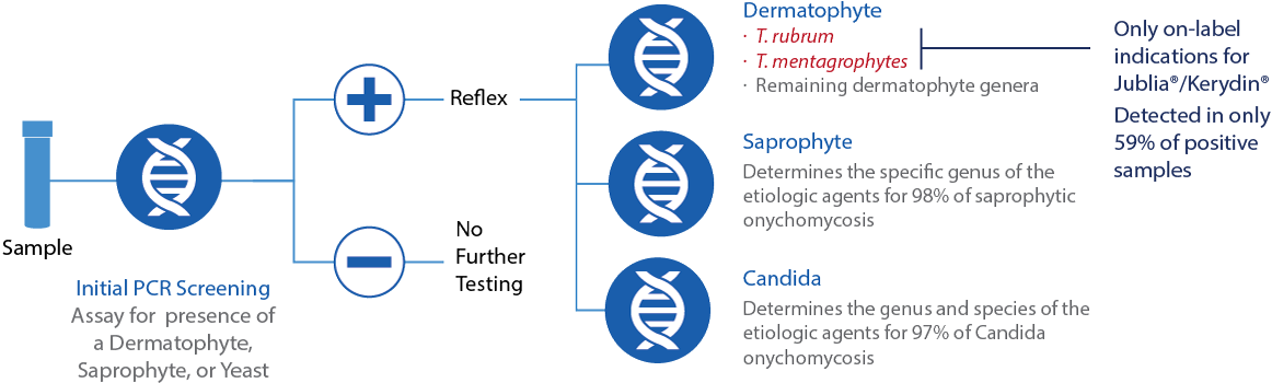 Oncho Test Flow 1200 Dmkulwiec2017 12 21t11 - Circle (1200x379), Png Download