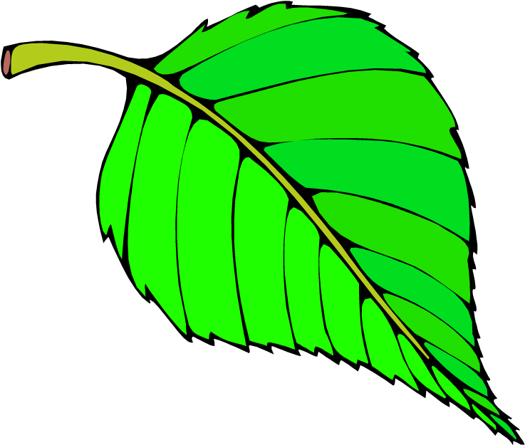 Paper Clipart - Tree Paper Clip Art (750x636), Png Download