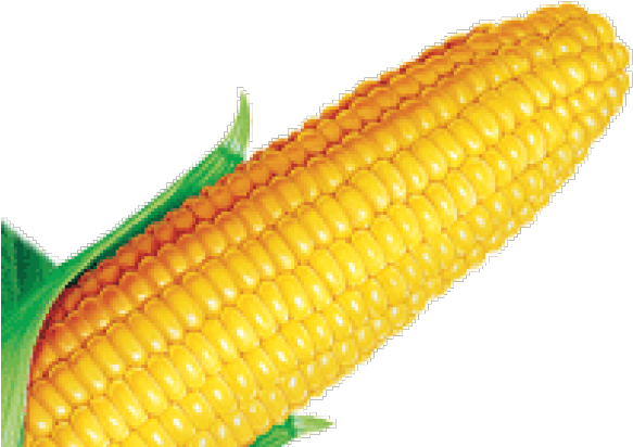 Corn Clipart Farmville - Corn Kernels (640x480), Png Download