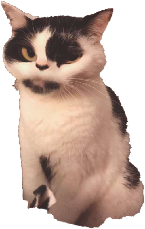 I Cut Out The Outline Of My Cat In Photoshop - Snowshoe (750x1334), Png Download