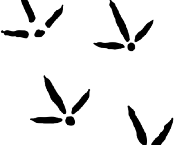 Turkey Tracks Png Free Rr Collections Rh Requestreduce - Turkey Tracks Clip Art (640x480), Png Download