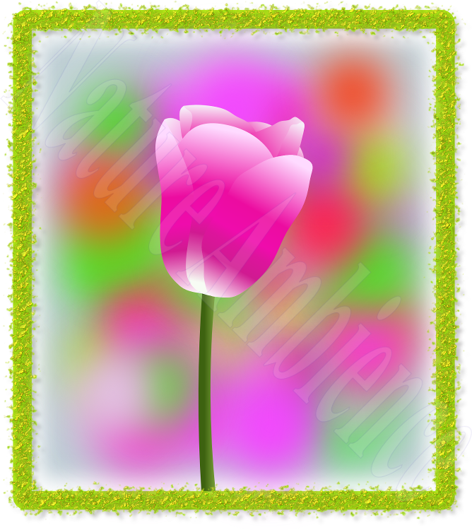 Sprenger's Tulip (668x750), Png Download