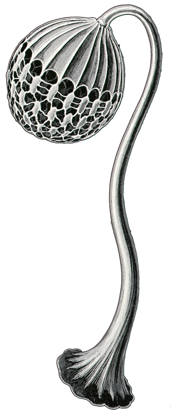 Field Lacrosse (544x1320), Png Download