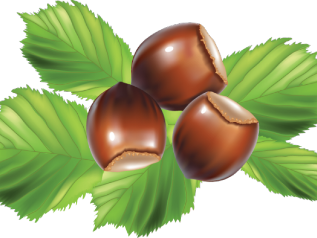 Hazelnuts Clipart (640x480), Png Download