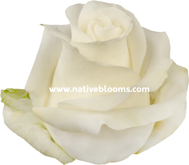 White Roses - Garden Roses (666x696), Png Download