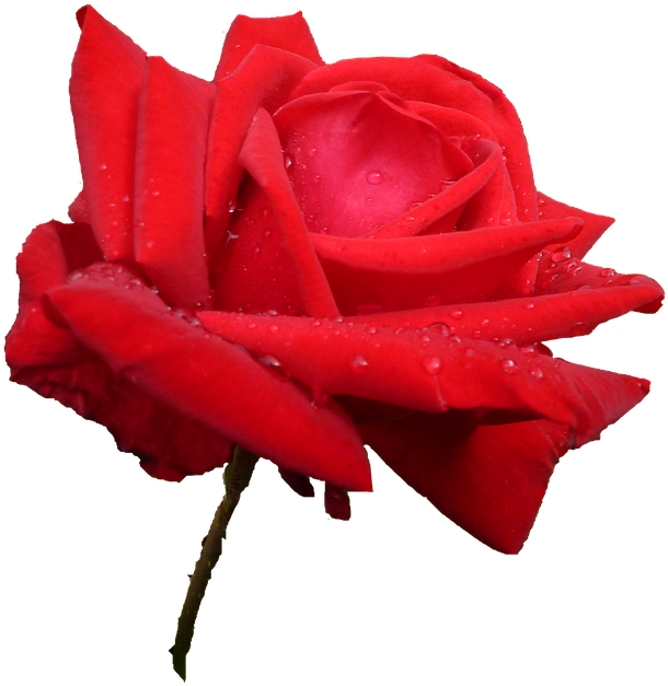 Pink, Nature, Rose Petals, Flower, Garden, Rosebush - Garden Roses (960x720), Png Download