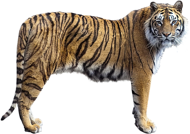 Tiger146 - Siberian Tiger (683x482), Png Download
