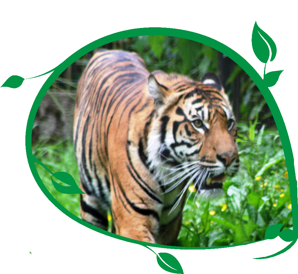 Tiger Bengal Tiger - Siberian Tiger (1048x936), Png Download
