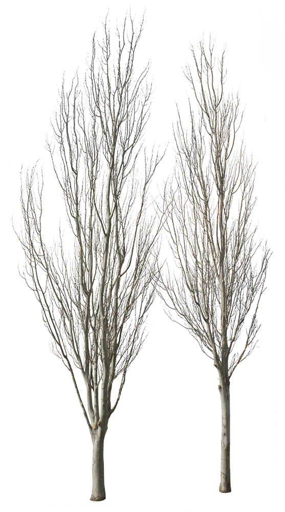 Populus Alba Group Winter - River Birch (557x1000), Png Download