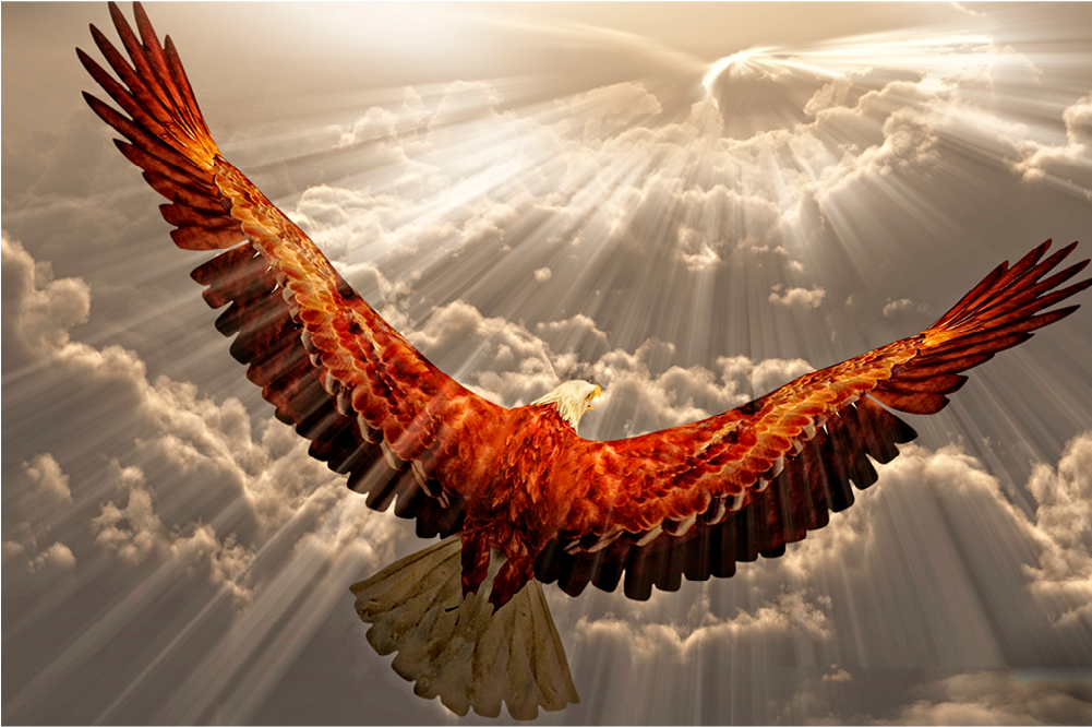 Golden Eagle - Anm025 - Do Eagles Avoid Rain (1000x1000), Png Download