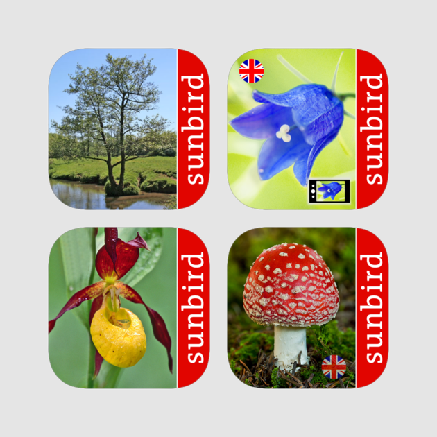 Sunbird Plant Box Uk - Agaric (630x630), Png Download