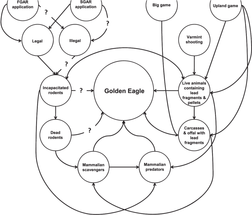 Conceptual Model Of Potential Golden Eagle Exposure - Diagram (850x731), Png Download