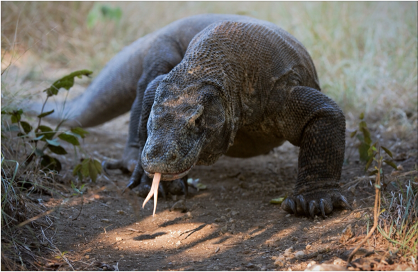 Komodo Dragons Are The Heaviest Lizards On Earth - Komodo Dragon Is The National Animal (602x640), Png Download