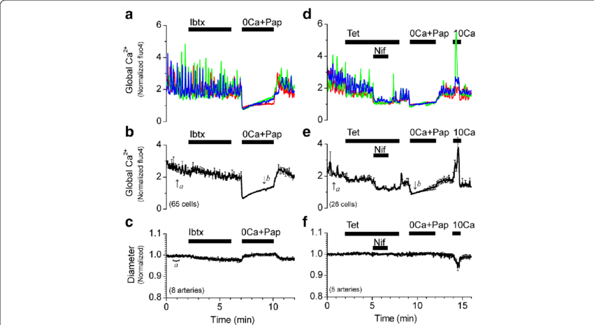 Inhibition Of Bk Channels With Iberiotoxin Or Inhibition - Diagram (850x465), Png Download