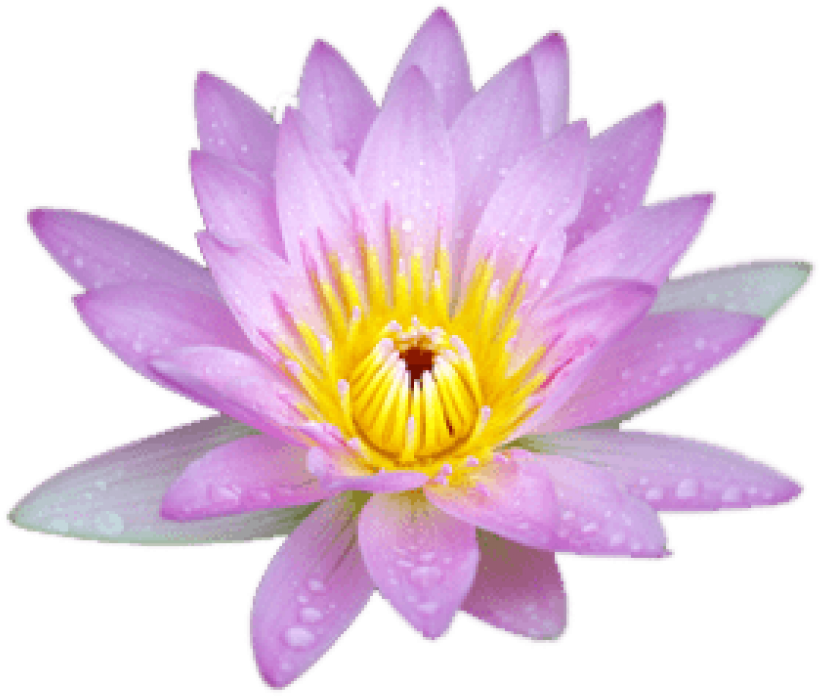 Download Small Pink Lotus Png Images Background - Sacred Lotus (850x733), Png Download