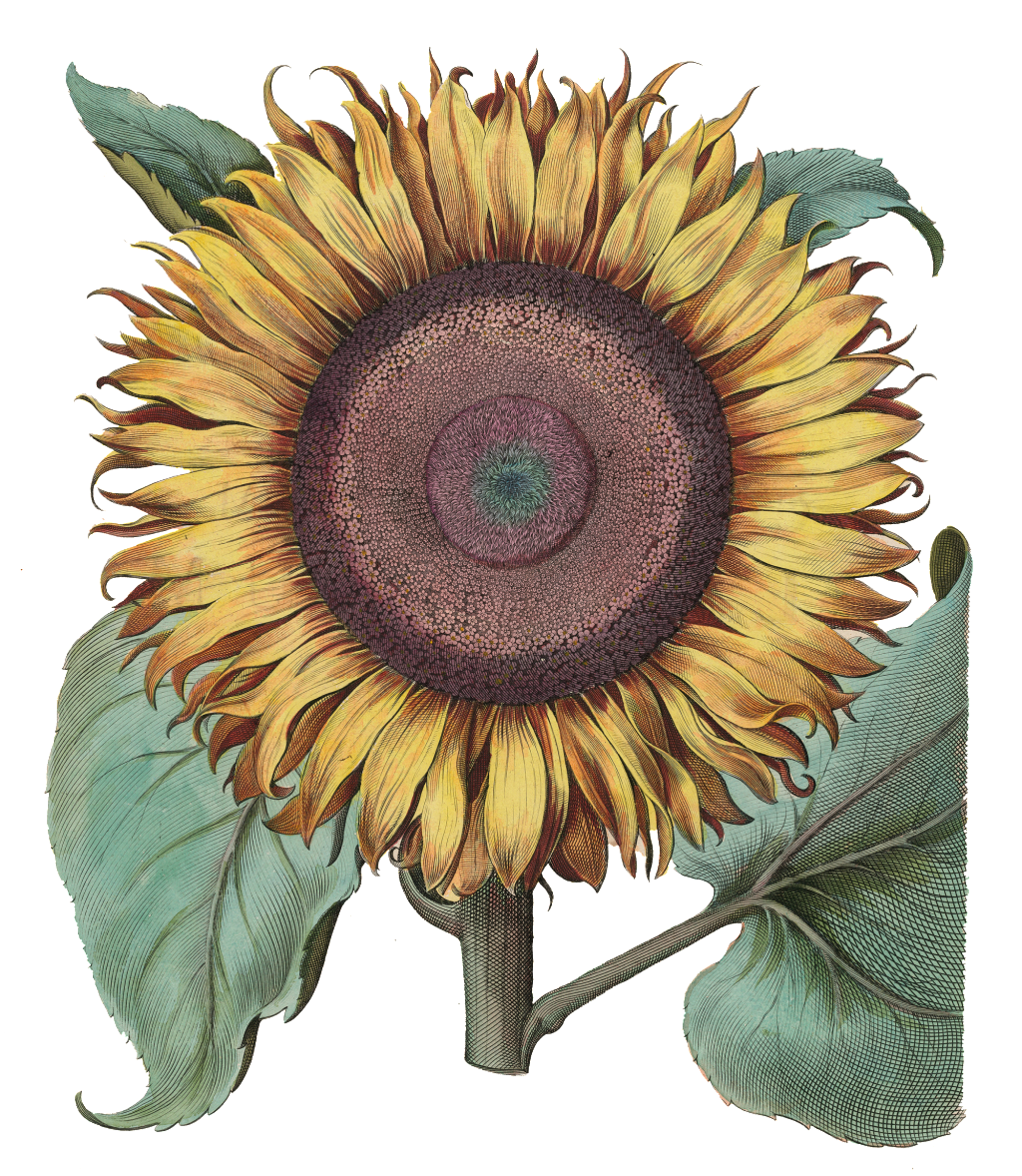 Sunflower Transparent - Hortus Eystettensis Poster (1024x1178), Png Download