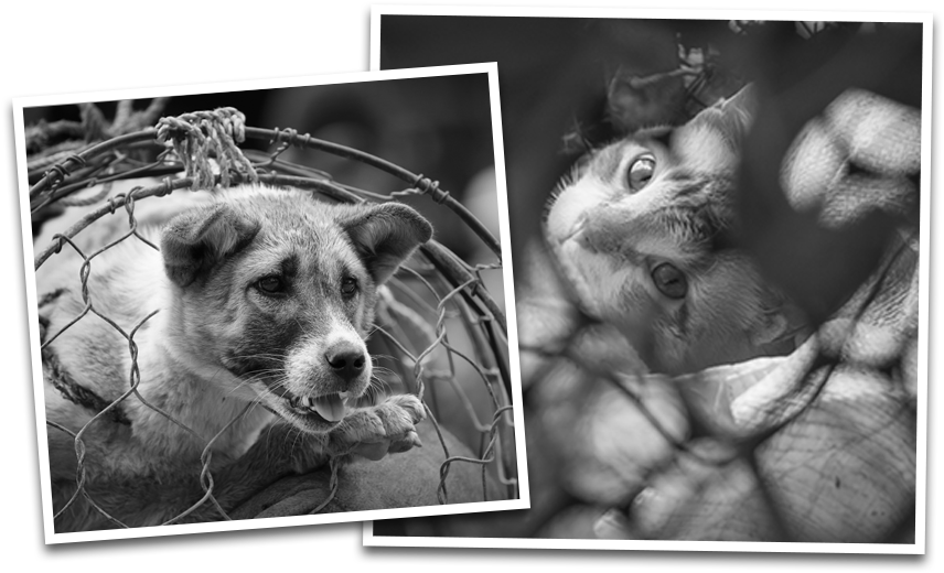 Dog And Cat Meat Trade - Dog Meat (880x607), Png Download