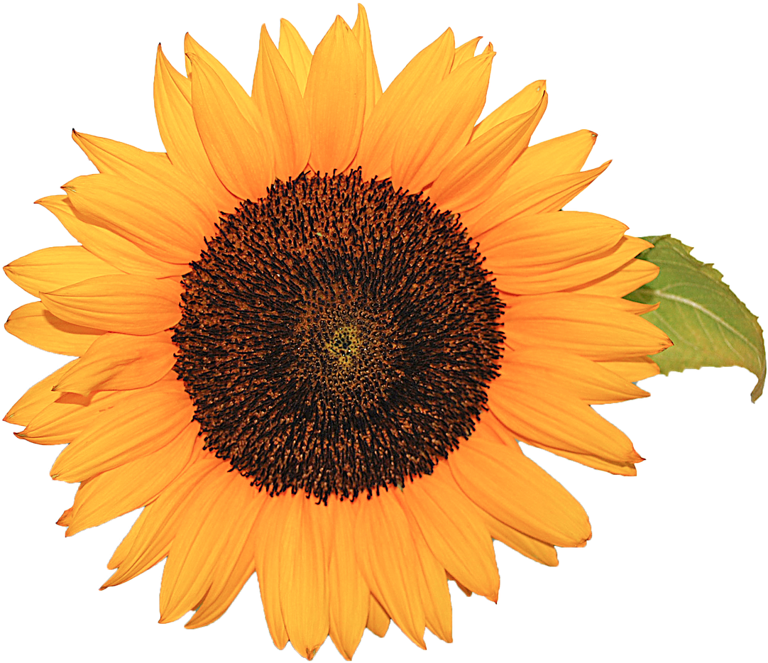 Flower Sunflower Yellow - Sunflower (1280x1057), Png Download