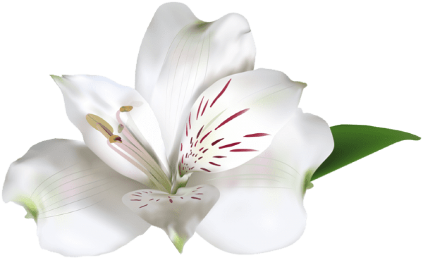 Free Png Download White Alstroemeria Png Images Background - Alstroemeria White Png (850x523), Png Download