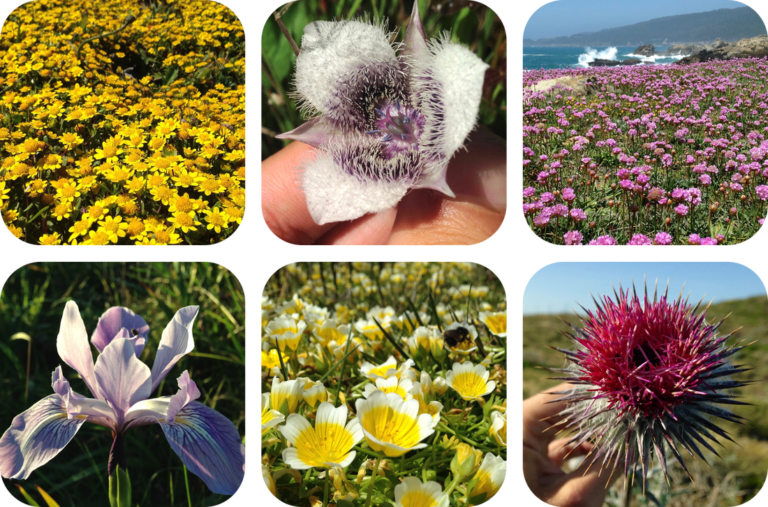 It's Up To Us That Is, Everyone But Billy Ray Cyrus' - Crocus (1100x726), Png Download