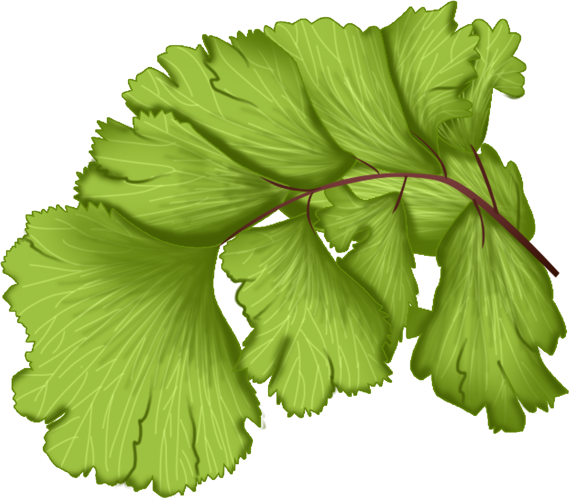 Maidenhair Fern Plant Green Leaves Png And Psd - Leaf Vegetable (2000x2000), Png Download