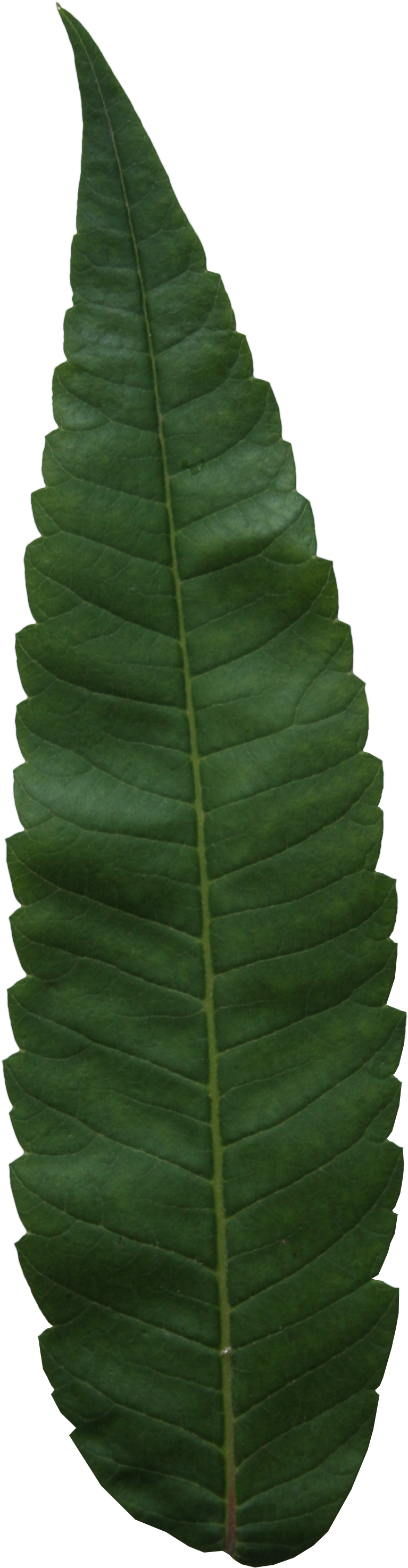 2d Leaves - Ostrich Fern (1343x3324), Png Download