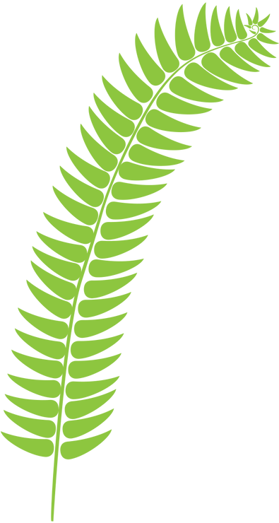 Fern Light Green - Fern (394x891), Png Download