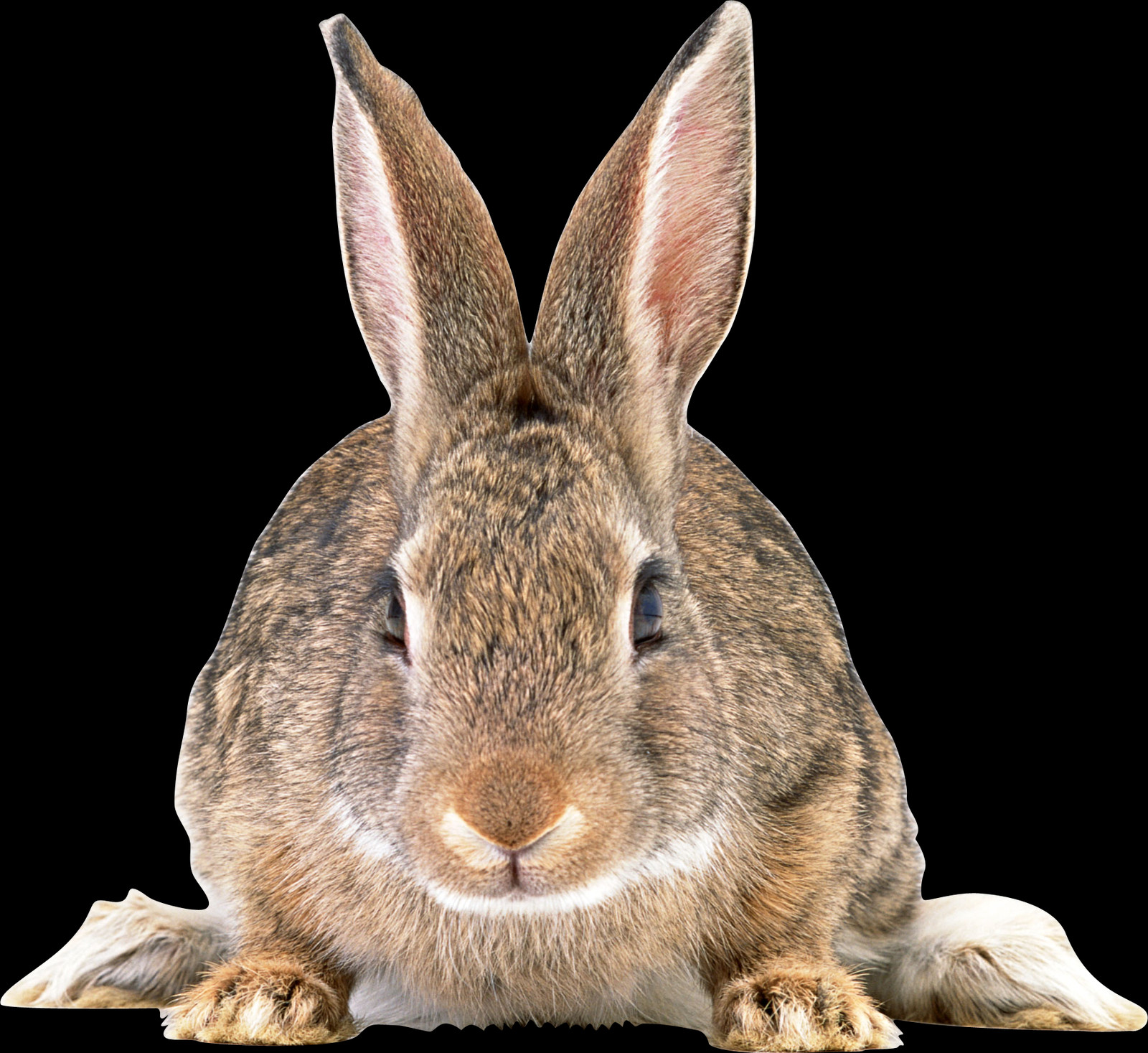 Free Rabbit Png Images - European Common Rabbit Png (1600x1467), Png Download
