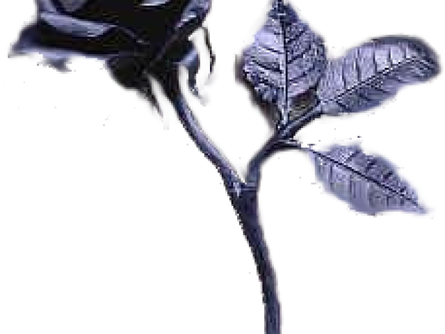 Gothic Clipart Gothic Rose - Black Rose (640x480), Png Download