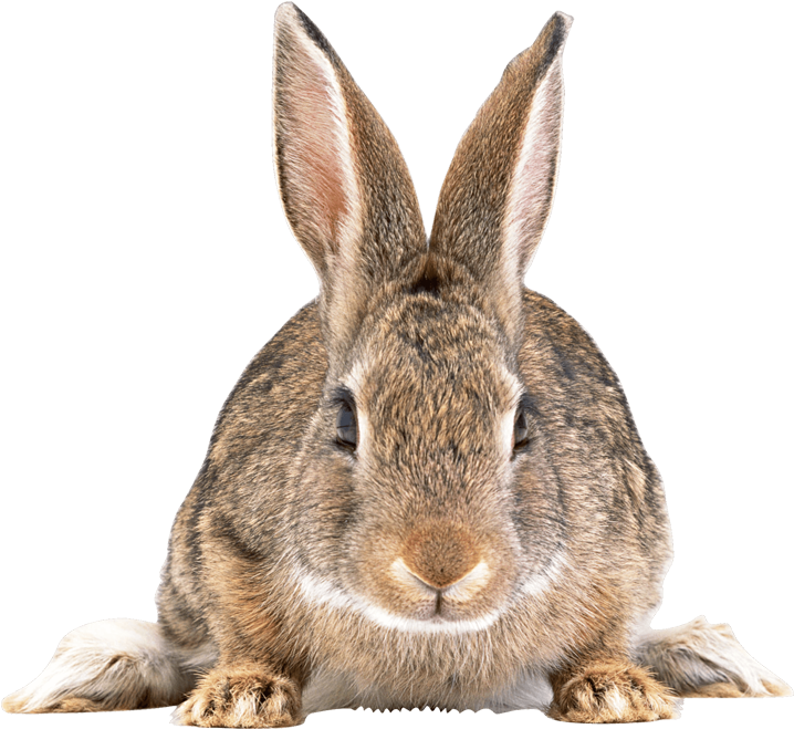 Rabbit Control Removal By Swat Pest Control Ltd - Domestic Rabbit (924x900), Png Download