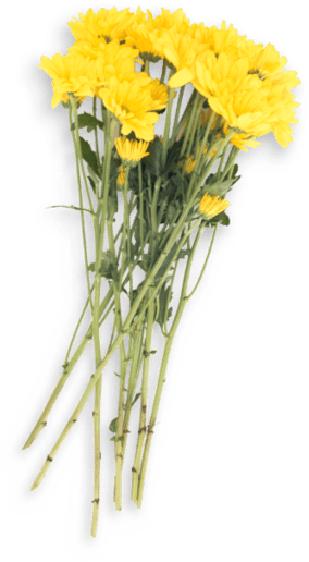 Bouquet (520x673), Png Download
