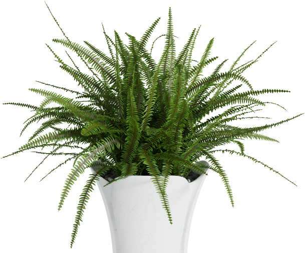 Plant Big - Palm - Houseplant (1040x520), Png Download