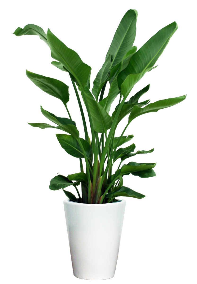 Deluxe House Plant - オーガスタ 10 号 (832x1244), Png Download