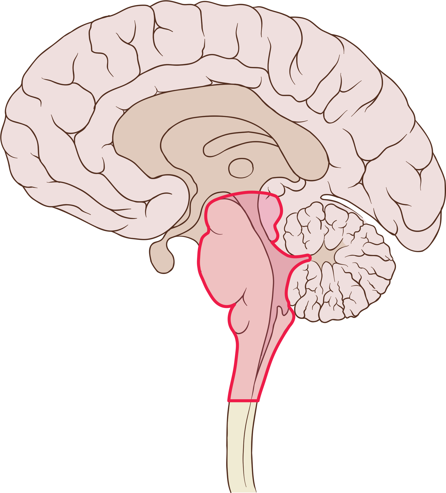 Evidence Suggests That Sudep May Be Caused By Seizures - Brain Sagittal (1950x2150), Png Download