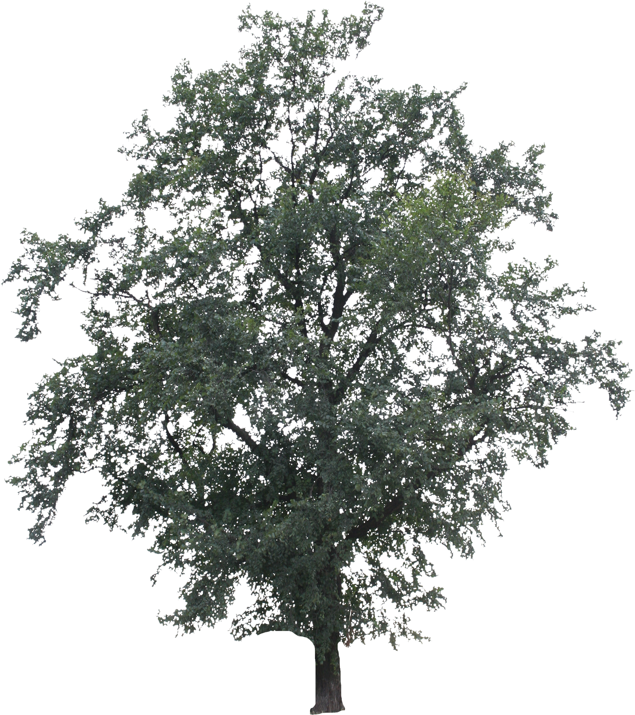 Free Cut Out People Trees And Leaves - River Birch (2304x2740), Png Download