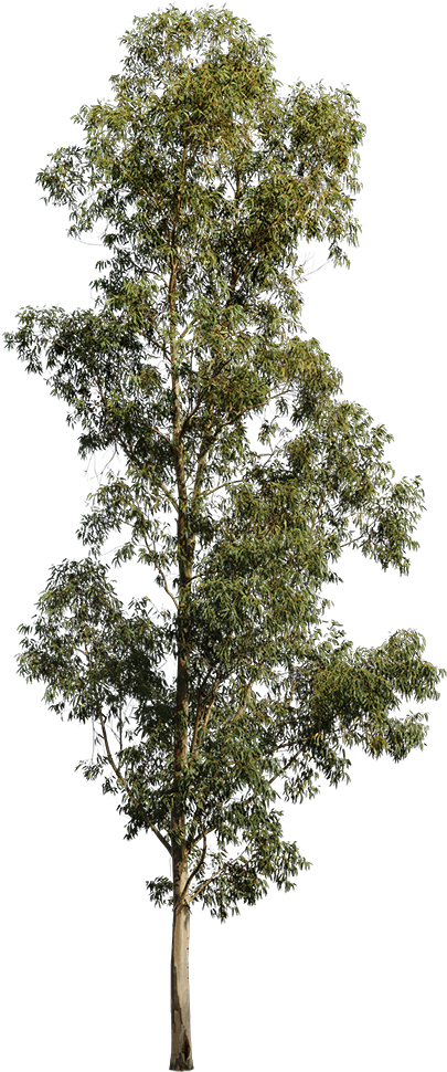 Eucalyptus Globulus Ii - Tree Cut Out (422x1000), Png Download