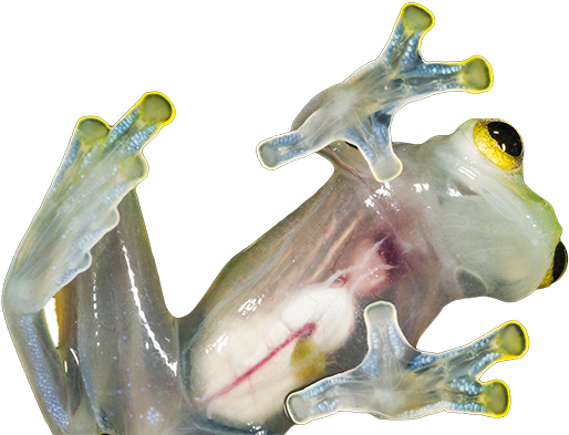 Glass Frog - Glass Frog Png (800x400), Png Download