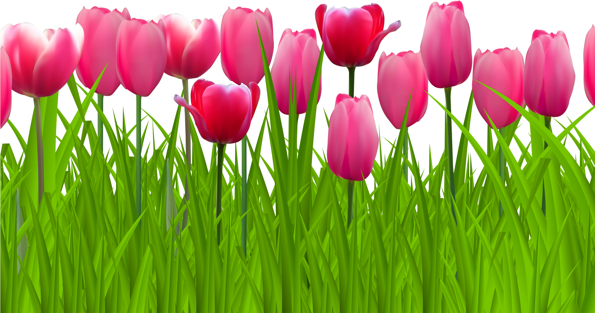 Tulip Clipart Border - Png Pink Tulip (1920x1080), Png Download