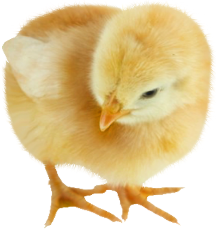 Baby Chickens Png Images For Create Picture - Chicken (747x793), Png Download