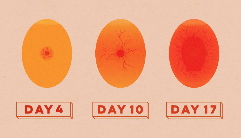 Candling Incubated Chicken Egg - Circle (940x540), Png Download