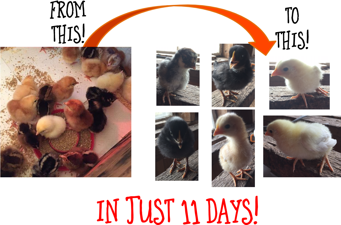 Plus There's More To Do At The Farm Including Picking - Bird (1183x886), Png Download