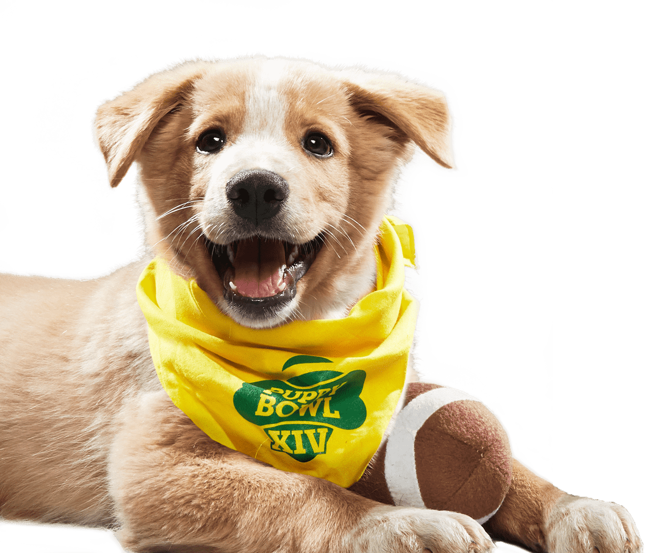 American Society For The Prevention Of Cruelty To Animals - Dog Tinder (1260x1080), Png Download