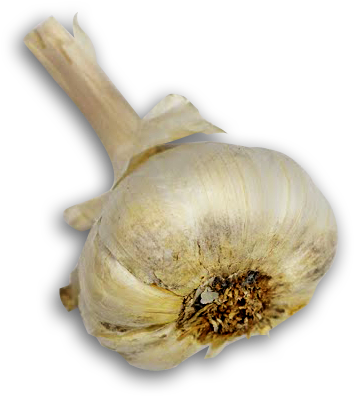 Korean Pickling Company - Elephant Garlic (457x497), Png Download