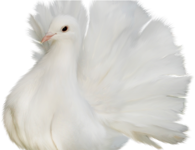 Dove Clipart Memorial - Pigeons And Doves (640x480), Png Download