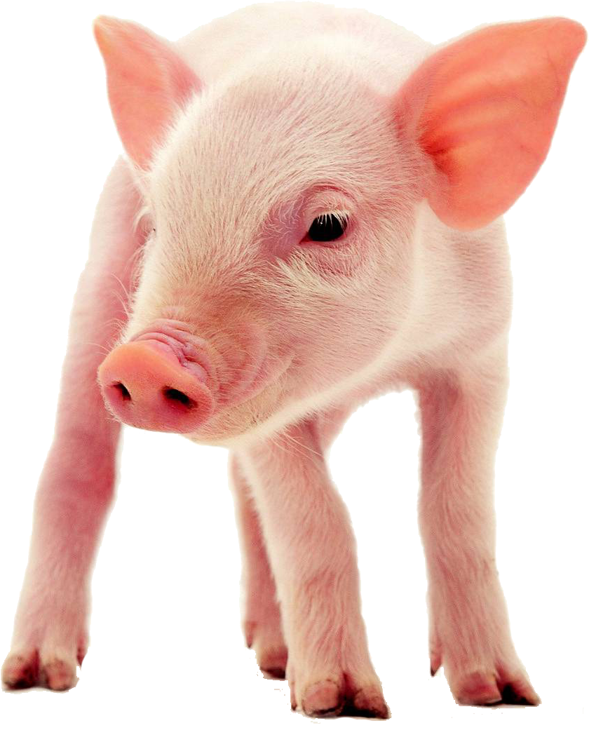 Standing Pig - Http - //norel - Piglet Transp4 - Pig In The Pantry: And Other Homeschool Tales (1378x1378), Png Download