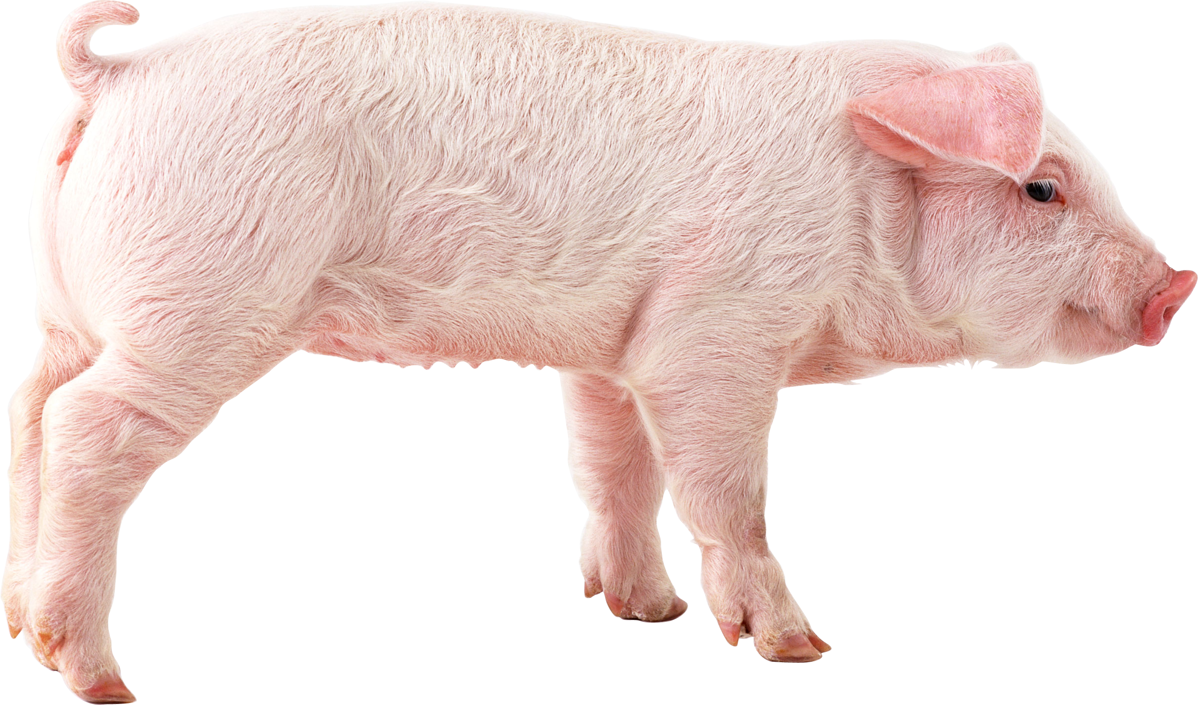 Pig Png Image - Pig Png (2433x1433), Png Download